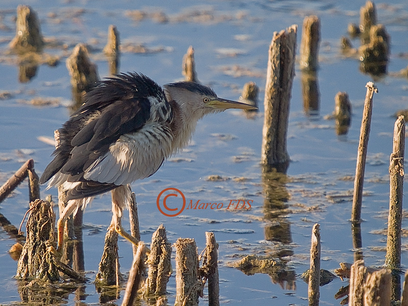 La palude in equilibrio...